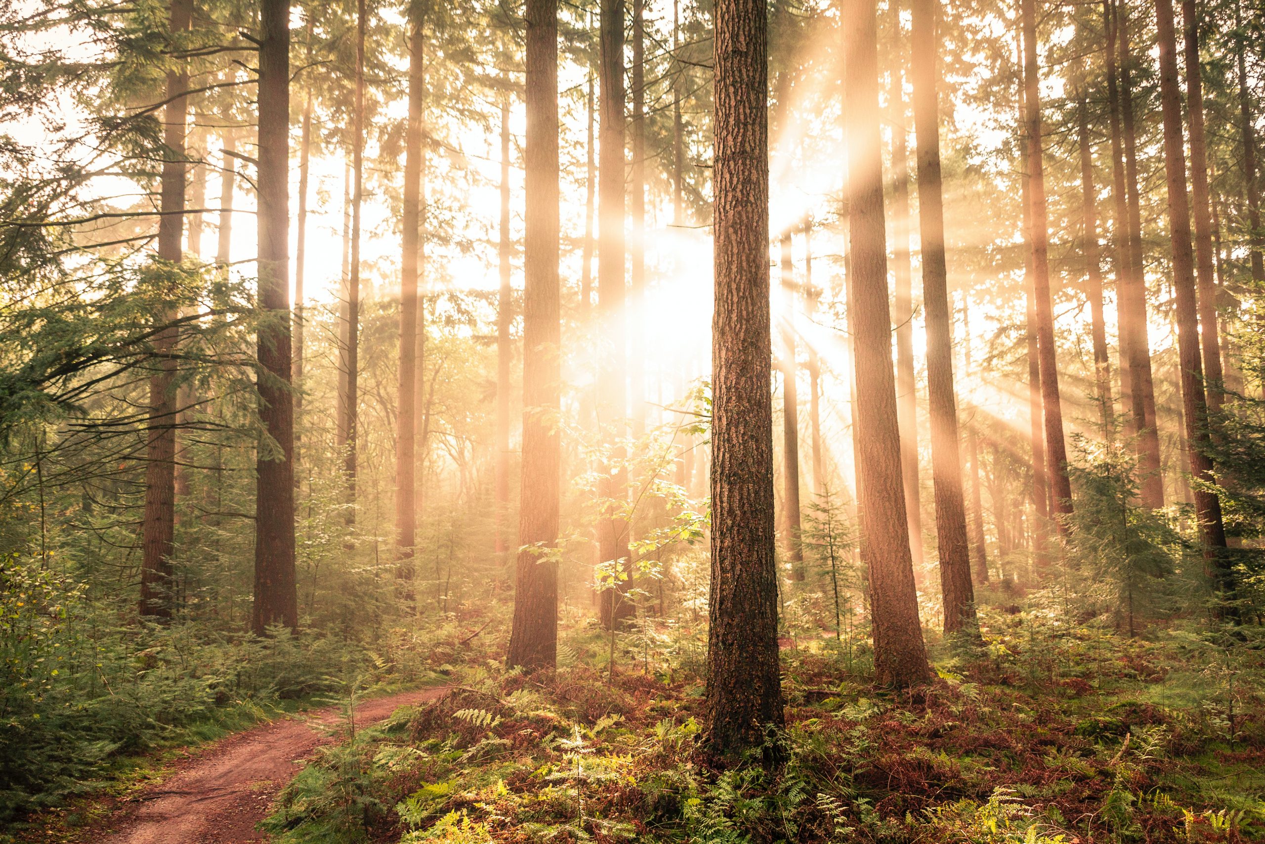 Quelle Pierre Naturelle choisir pour votre Arbre de Vie ?